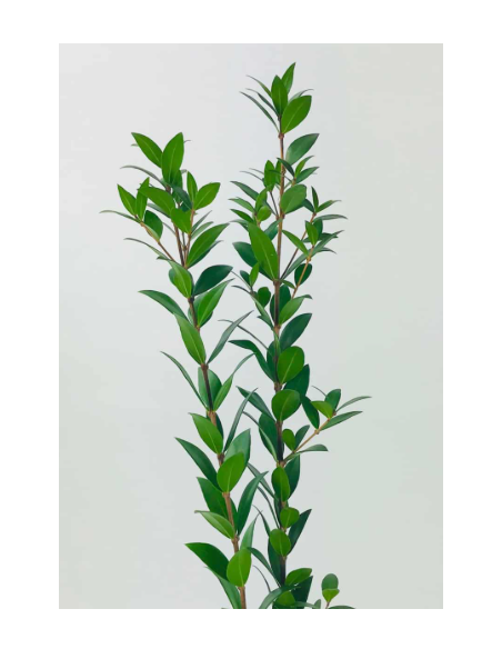 Long Myrtle Fresh Grower Bunch - Wholesale Floral Greens