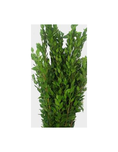 Long Myrtle Fresh Grower Bunch - Wholesale Floral Greens
