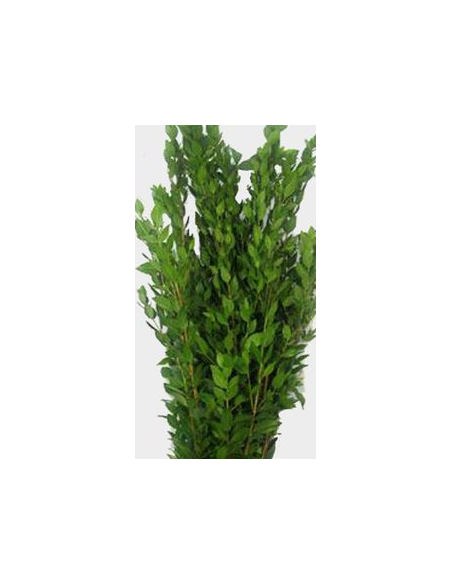 Long Myrtle Fresh Grower Bunch - Wholesale Floral Greens