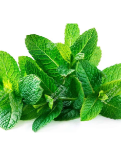 Mint Fresh Grower Bunch - Wholesale Floral Greens