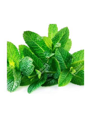 Mint Fresh Grower Bunch - Wholesale Floral Greens