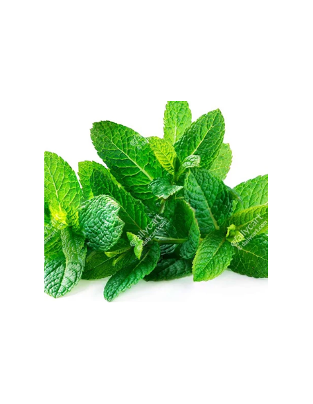Mint Fresh Grower Bunch - Wholesale Floral Greens