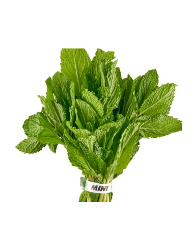Mint Fresh Grower Bunch - Wholesale Floral Greens