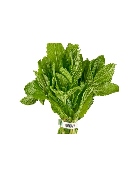 Mint Fresh Grower Bunch - Wholesale Floral Greens