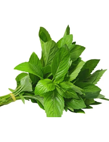 Mint Fresh Grower Bunch - Wholesale Floral Greens