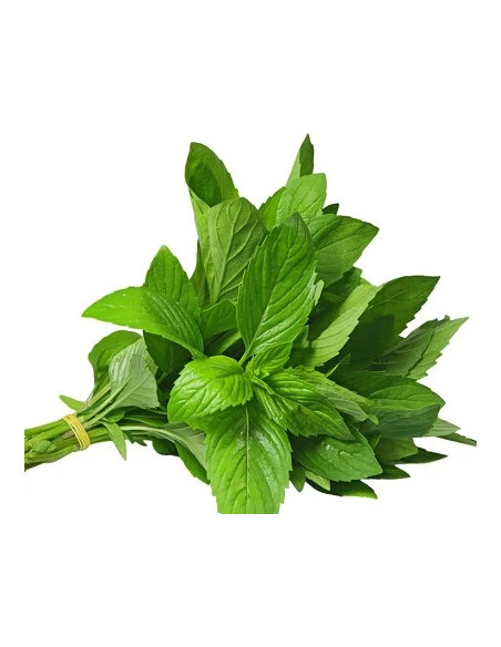 Mint Fresh Grower Bunch - Wholesale Floral Greens