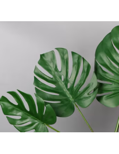Monstera 5 Stem Bunch - Wholesale Tropical Greens