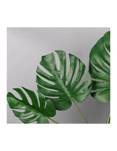 Monstera 5 Stem Bunch - Wholesale Tropical Greens