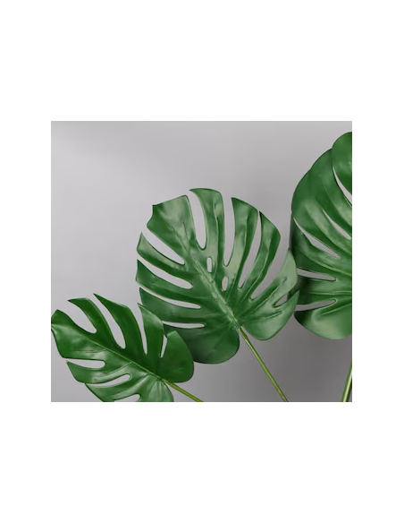 Monstera 5 Stem Bunch - Wholesale Tropical Greens