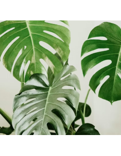 Monstera 5 Stem Bunch - Wholesale Tropical Greens 2