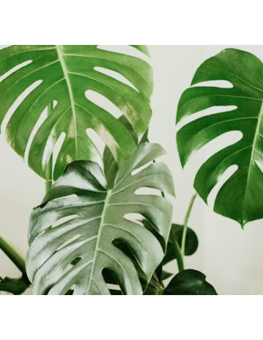 Monstera 5 Stem Bunch - Wholesale Tropical Greens