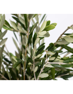 Olive Branch 10 Stem Bunch - Wholesale Floral Greens