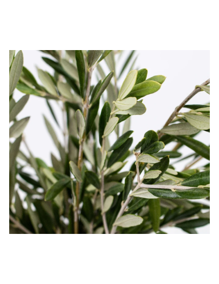 Olive Branch 10 Stem Bunch - Wholesale Floral Greens