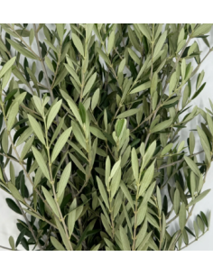 Olive Branch 10 Stem Bunch - Wholesale Floral Greens 2