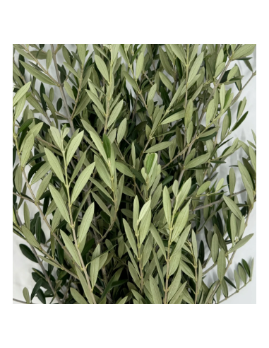 Olive Branch 10 Stem Bunch - Wholesale Floral Greens