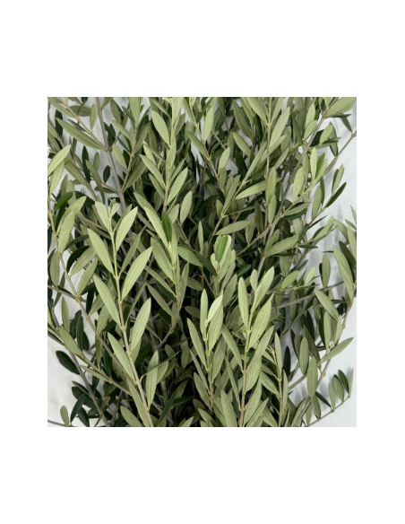 Olive Branch 10 Stem Bunch - Wholesale Floral Greens