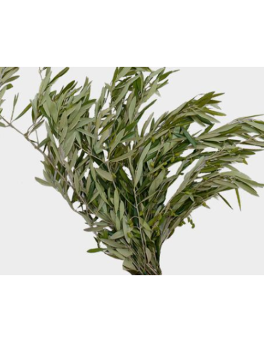 Olive Branch 10 Stem Bunch - Wholesale Floral Greens