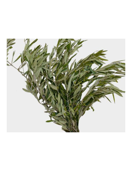 Olive Branch 10 Stem Bunch - Wholesale Floral Greens