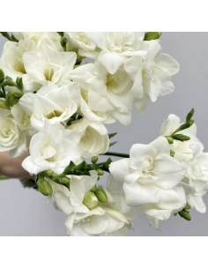 Fresh White Freesia Stems | Wholesale Scented Flowers