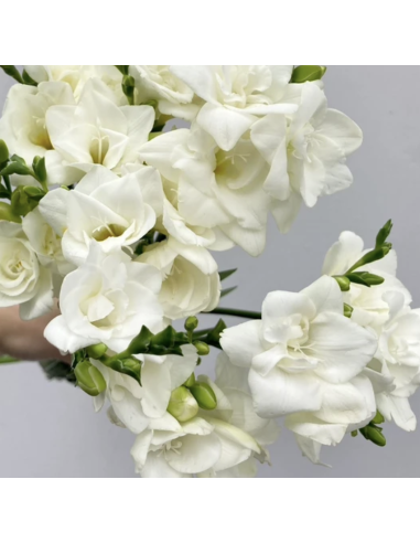 Fresh White Freesia Stems | Wholesale Scented Flowers