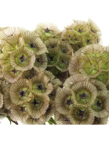 Scabiosa Stellata Pods