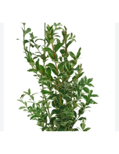 Variegated Oregonia Fresh Grower Bunch - Wholesale Floral Greens