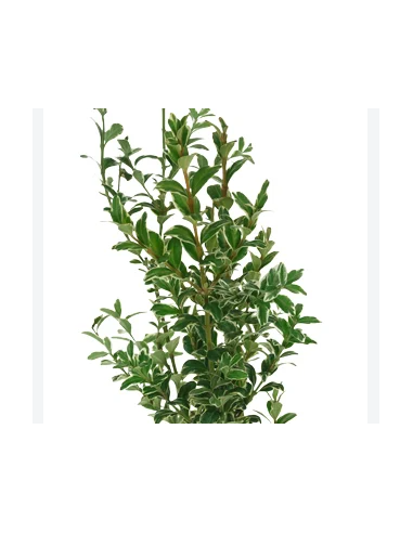 Variegated Oregonia Fresh Grower Bunch - Wholesale Floral Greens