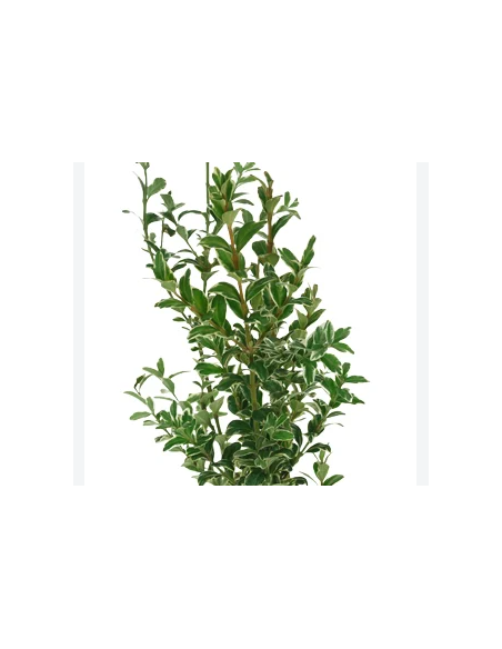 Variegated Oregonia Fresh Grower Bunch - Wholesale Floral Greens