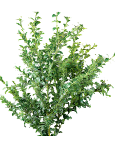 Variegated Oregonia Fresh Grower Bunch - Wholesale Floral Greens 2