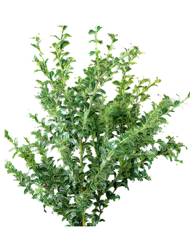 Variegated Oregonia Fresh Grower Bunch - Wholesale Floral Greens