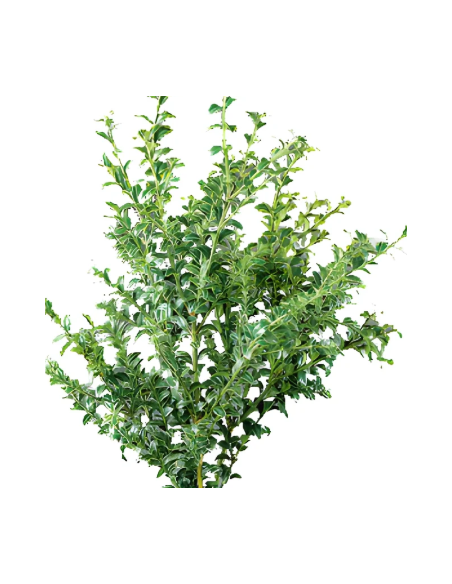 Variegated Oregonia Fresh Grower Bunch - Wholesale Floral Greens