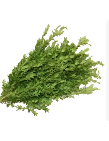 Variegated Oregonia Fresh Grower Bunch - Wholesale Floral Greens