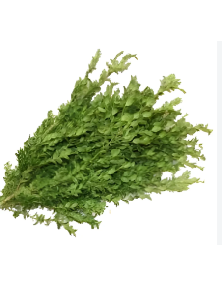 Variegated Oregonia Fresh Grower Bunch - Wholesale Floral Greens