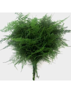 Long Plumosa Fern 10 Stem Bunch - Wholesale Floral Greens