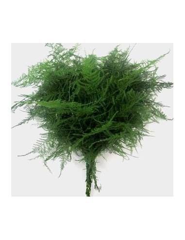 Long Plumosa Fern 10 Stem Bunch - Wholesale Floral Greens