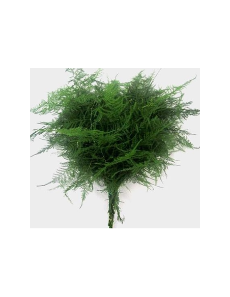 Long Plumosa Fern 10 Stem Bunch - Wholesale Floral Greens