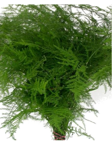 Long Plumosa Fern 10 Stem Bunch - Wholesale Floral Greens