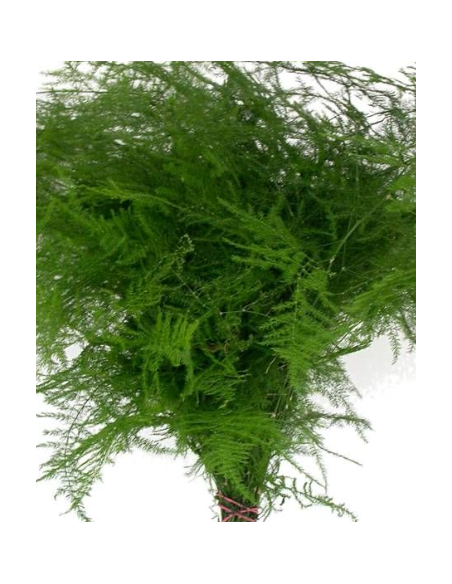 Long Plumosa Fern 10 Stem Bunch - Wholesale Floral Greens