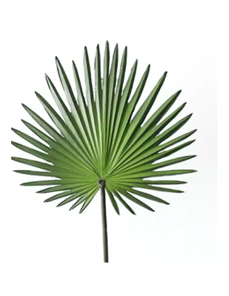 Palmetto Palm 10 Stem Bunch - Wholesale Tropical Greens