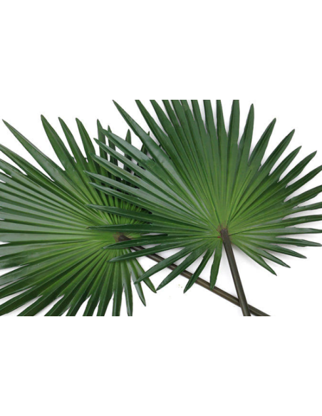 Palmetto Palm 10 Stem Bunch - Wholesale Tropical Greens