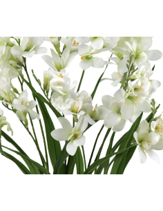 Fresh White Freesia Stems | Wholesale Scented Flowers 2