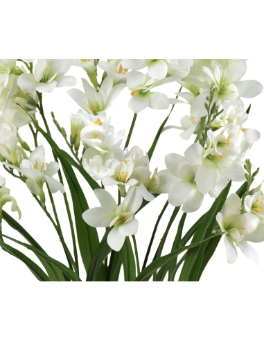 Fresh White Freesia Stems | Wholesale Scented Flowers