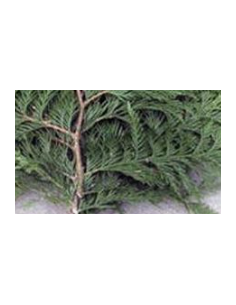 Port Orford Cedar Fresh Grower Bunch - Wholesale Floral Greens