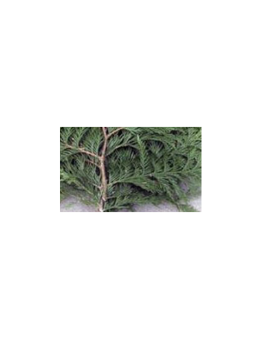 Port Orford Cedar Fresh Grower Bunch - Wholesale Floral Greens