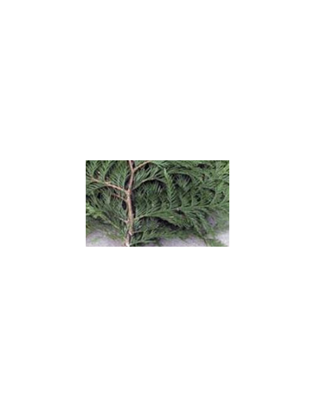 Port Orford Cedar Fresh Grower Bunch - Wholesale Floral Greens