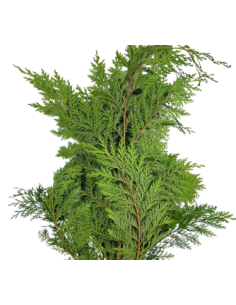 Port Orford Cedar Fresh Grower Bunch - Wholesale Floral Greens 2
