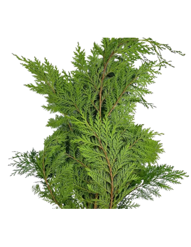 Port Orford Cedar Fresh Grower Bunch - Wholesale Floral Greens