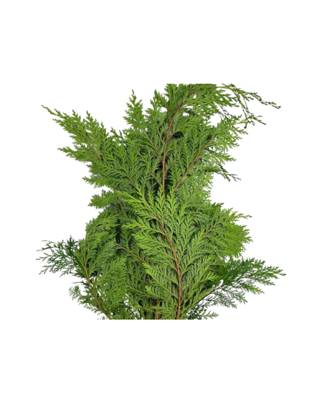 Port Orford Cedar Fresh Grower Bunch - Wholesale Floral Greens