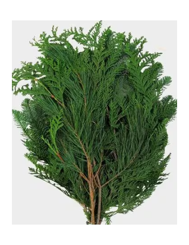 Port Orford Cedar Fresh Grower Bunch - Wholesale Floral Greens