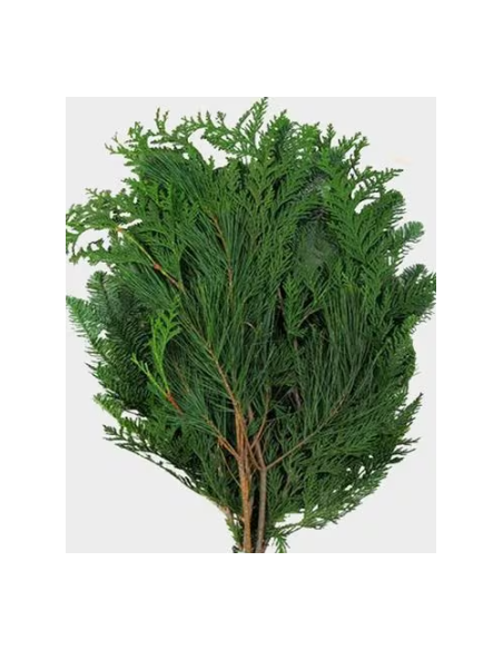 Port Orford Cedar Fresh Grower Bunch - Wholesale Floral Greens